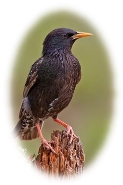 https://upload.wikimedia.org/wikipedia/commons/thumb/1/1b/European_Starling_2006.jpg/258px-European_Starling_2006.jpg